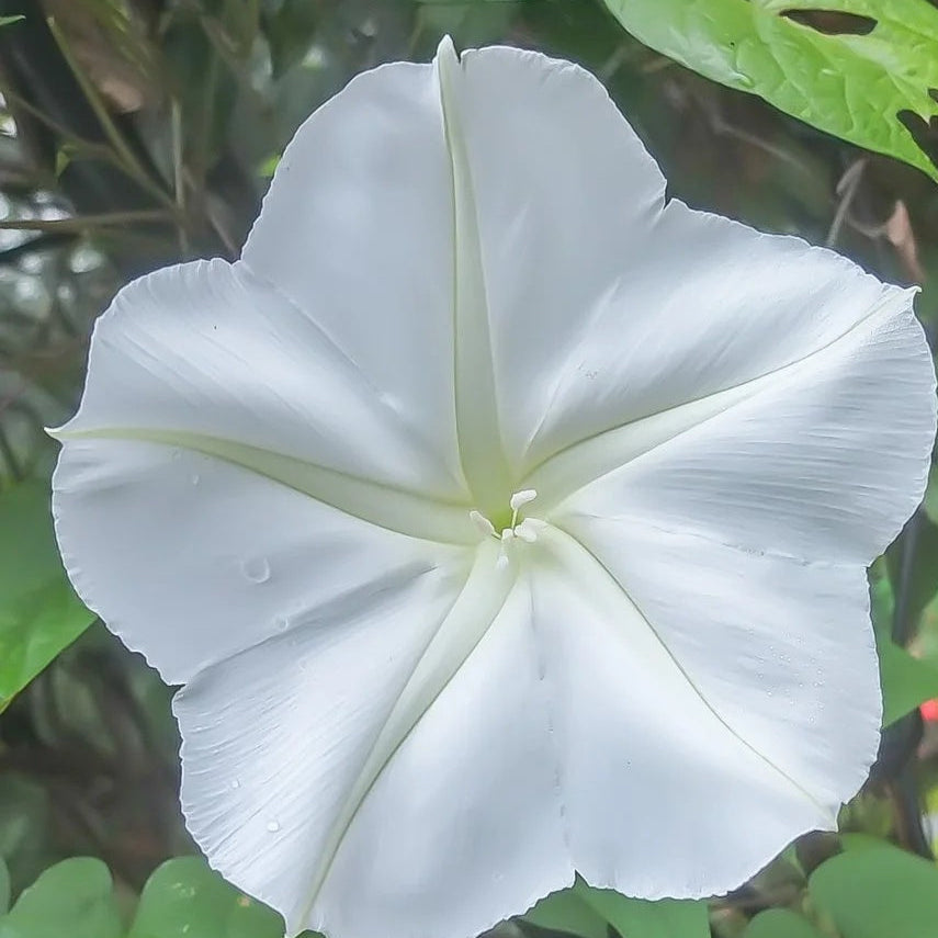 Giant White Moon Vine Seeds - Heirloom Flower Garden Seeds for Growing