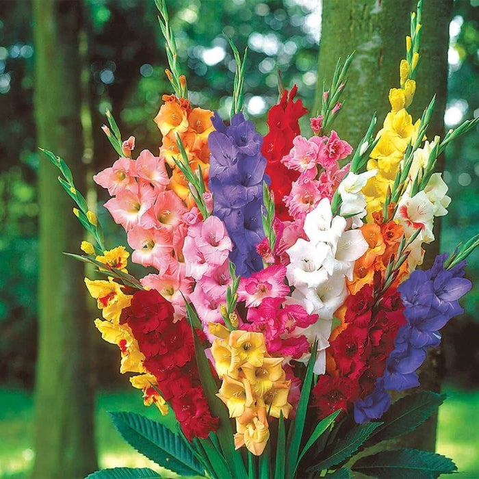 Gladiolus Seeds - Heirloom Flower Garden Seeds for Growing