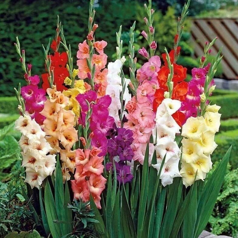 Gladiolus Seeds - Heirloom Flower Garden Seeds for Growing