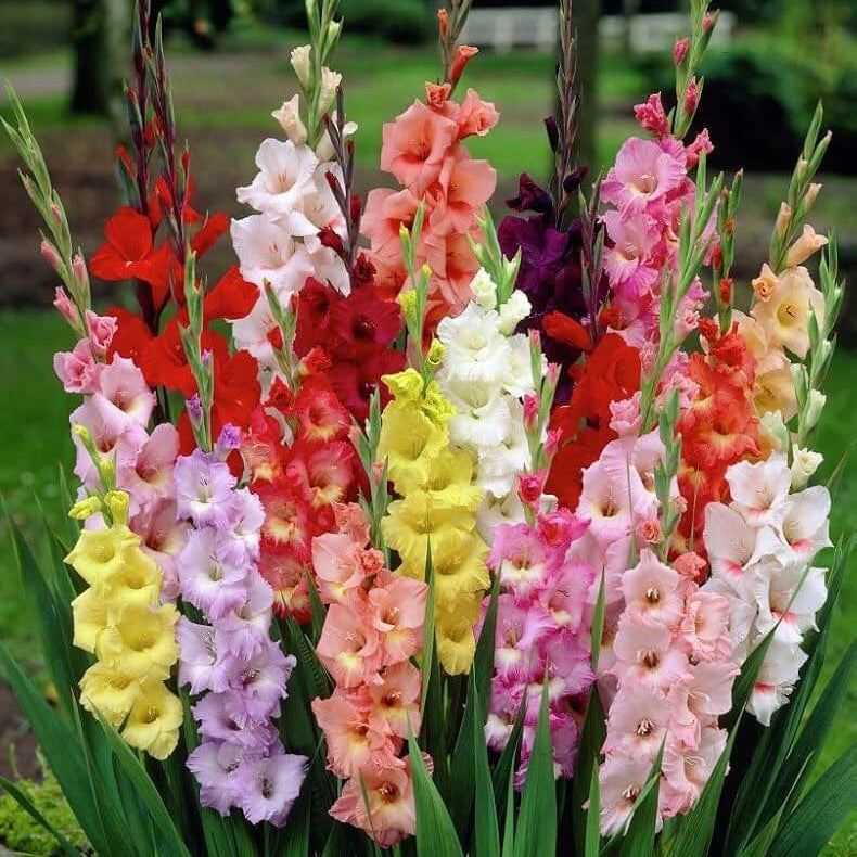 Gladiolus Seeds - Heirloom Flower Garden Seeds for Growing