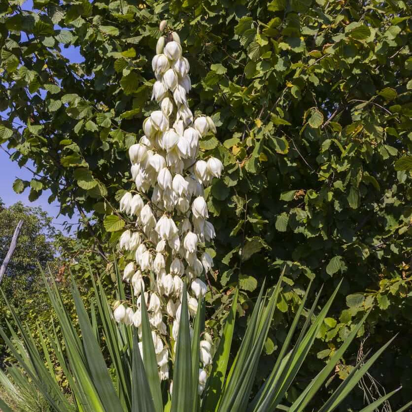 Glauca Yucca Seeds - Heirloom Flower Garden Seeds for Growing