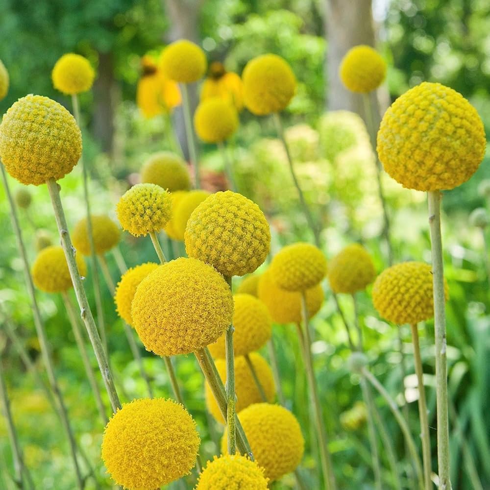 Globosa Craspedia Seeds - Heirloom Flower Garden Seeds for Growing