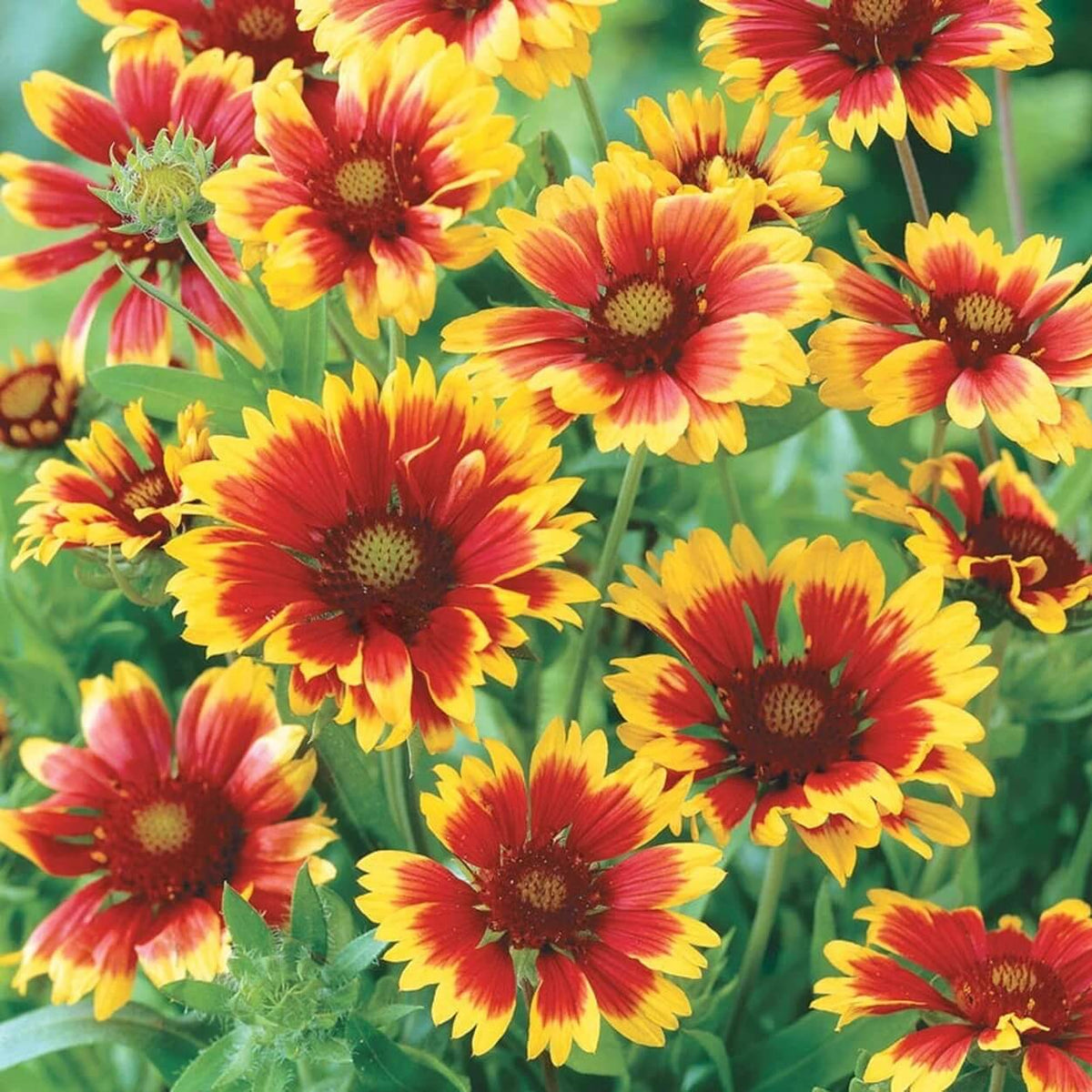 Goblin Gaillardia Seeds - Heirloom Flower Garden Seeds for Growing