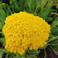 Gold Bright Yellow Achillea Seeds - Heirloom Flower Garden Seeds for Growing