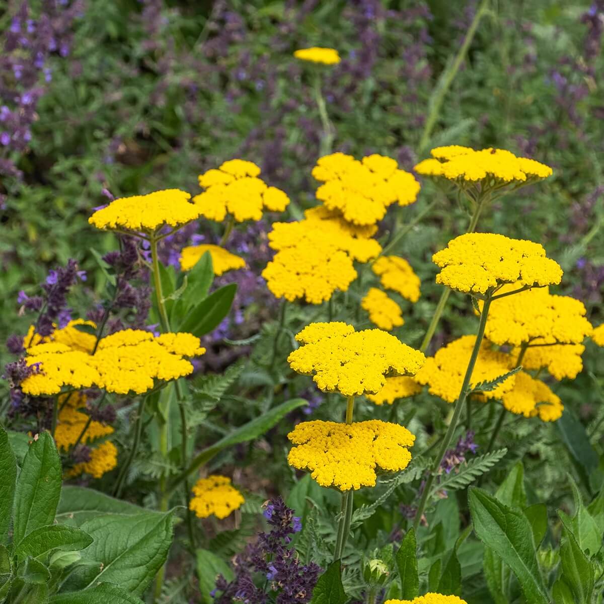 Gold Bright Yellow Achillea Seeds - Heirloom Flower Garden Seeds for Growing