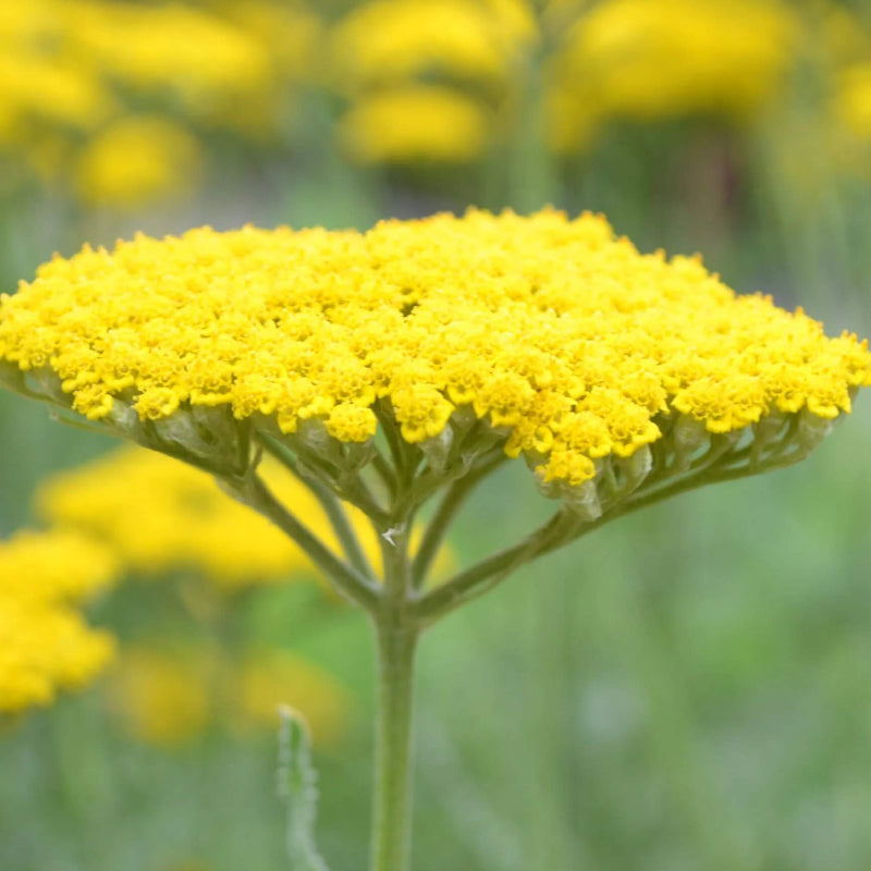 Gold Bright Yellow Achillea Seeds - Heirloom Flower Garden Seeds for Growing