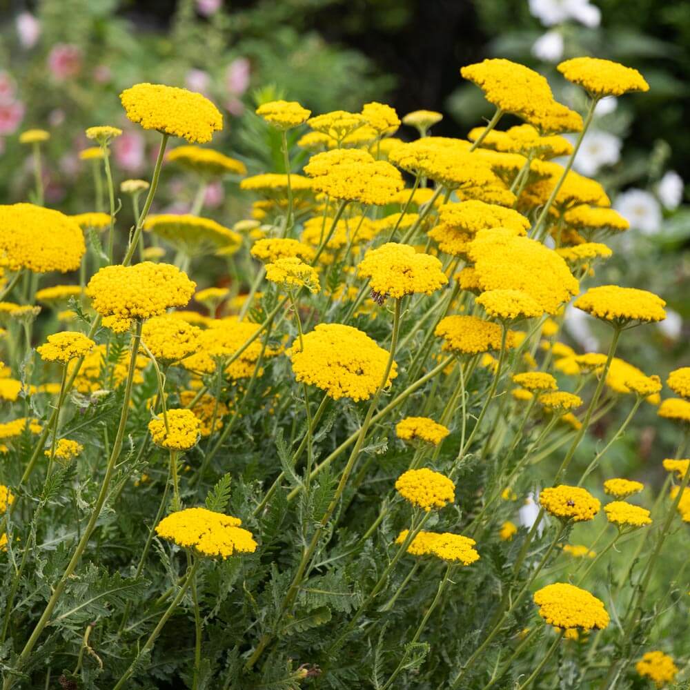 Gold Bright Yellow Achillea Seeds - Heirloom Flower Garden Seeds for Growing
