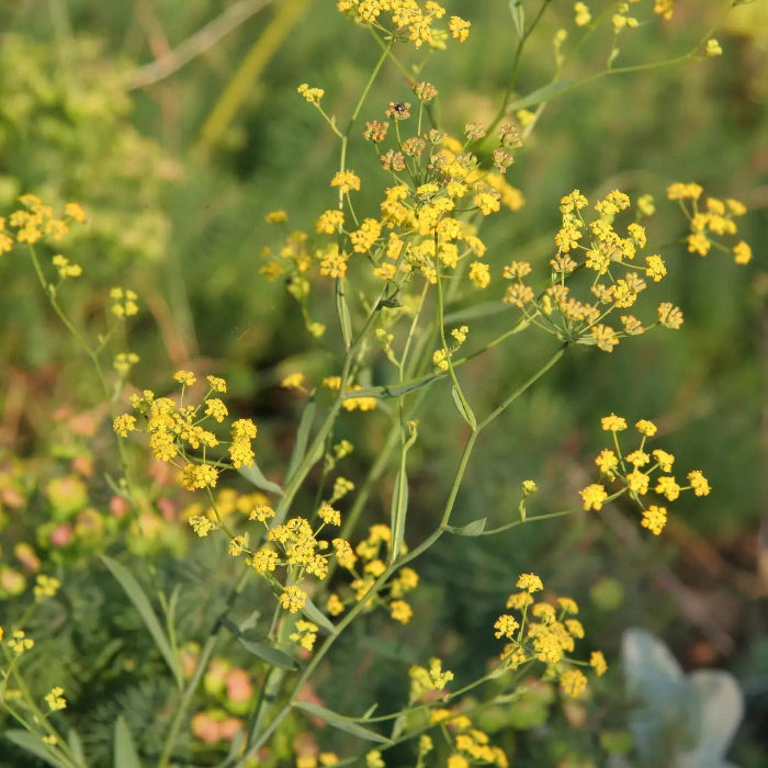 Golden Blooms Bupleurum Seeds - Heirloom Flower Garden Seeds for Growing