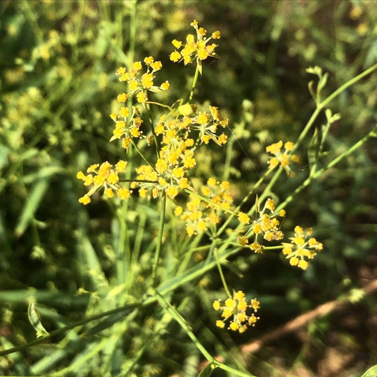 Golden Blooms Bupleurum Seeds - Heirloom Flower Garden Seeds for Growing