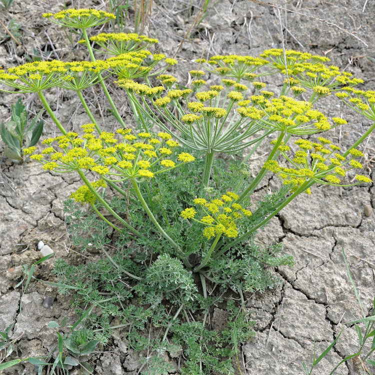 Golden Blooms Bupleurum Seeds - Heirloom Flower Garden Seeds for Growing