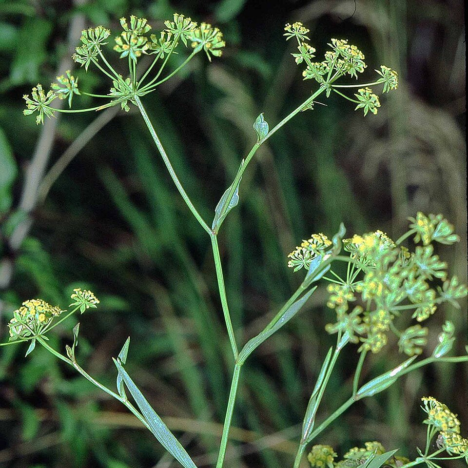 Golden Blooms Bupleurum Seeds - Heirloom Flower Garden Seeds for Growing