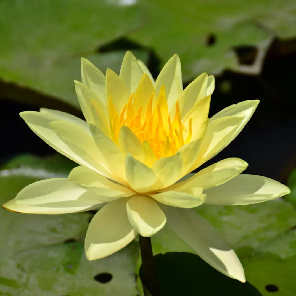 Golden Crown Yellow Center Lotus  Seeds - Heirloom Flower Garden Seeds for Growing