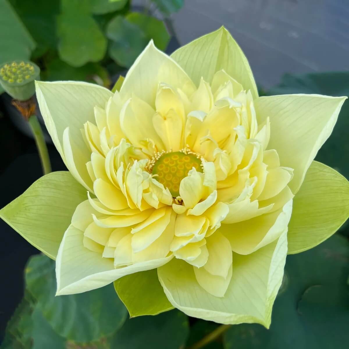 Golden Crown Yellow Center Lotus  Seeds - Heirloom Flower Garden Seeds for Growing