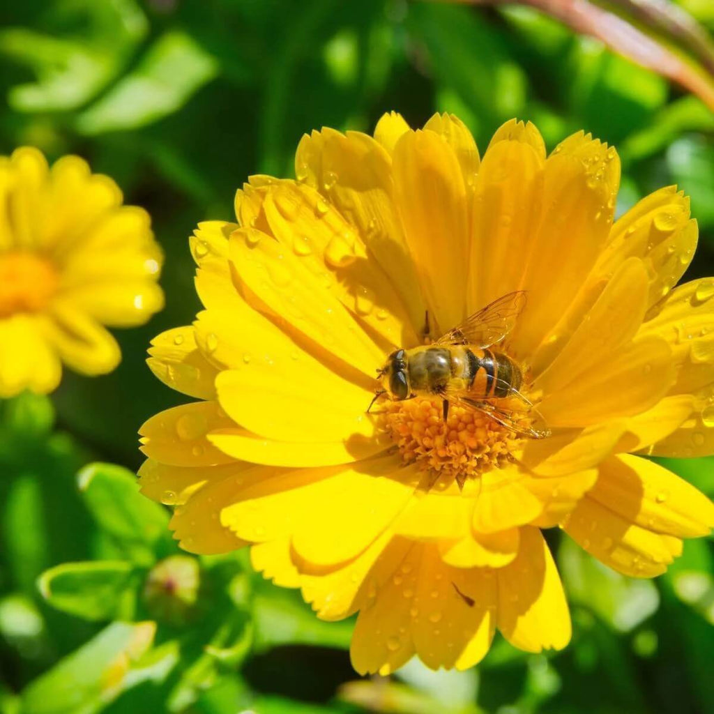 Golden Emperor Calendula Seeds - Heirloom Flower Garden Seeds for Growing