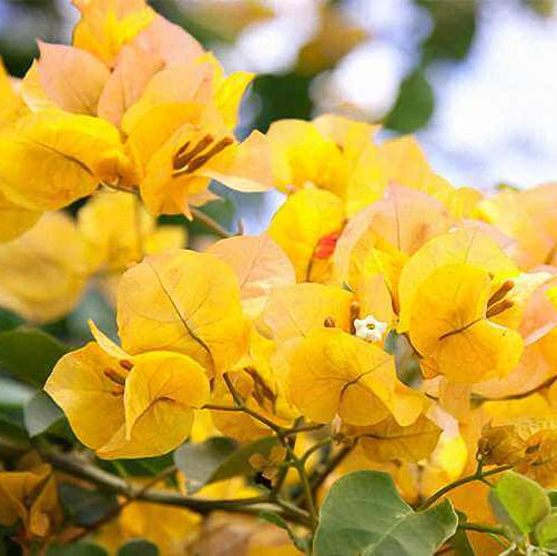 Golden Glow Bougainvillea Seeds - Heirloom Flower Garden Seeds for Growing