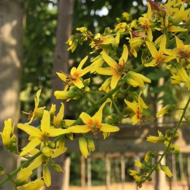 Golden Rain Koelreuteria Paniculata Seeds - Heirloom Flower Garden Seeds for Growing