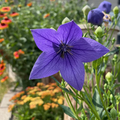 Grandiflorus Balloon Seeds - Heirloom Flower Garden Seeds for Growing