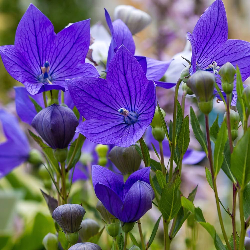 Grandiflorus Balloon Seeds - Heirloom Flower Garden Seeds for Growing