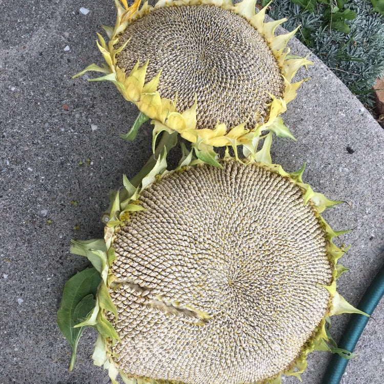Gray Giant Sunflower Seeds - Heirloom Flower Garden Seeds for Growing