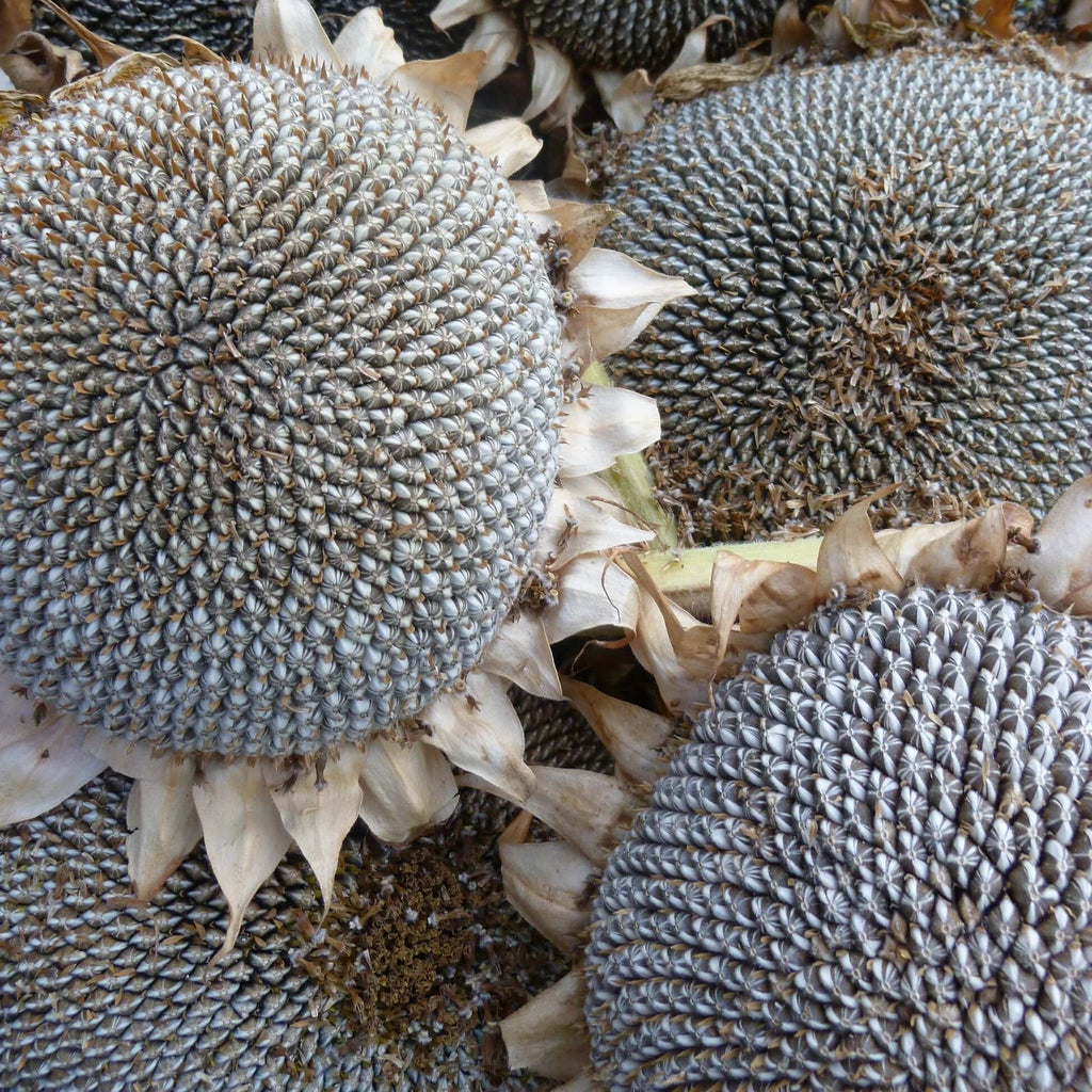 Gray Giant Sunflower Seeds - Heirloom Flower Garden Seeds for Growing