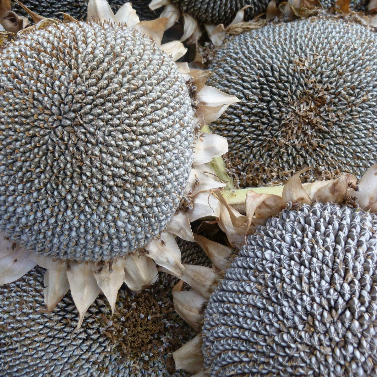 Gray Giant Sunflower Seeds - Heirloom Flower Garden Seeds for Growing