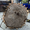Gray Giant Sunflower Seeds - Heirloom Flower Garden Seeds for Growing