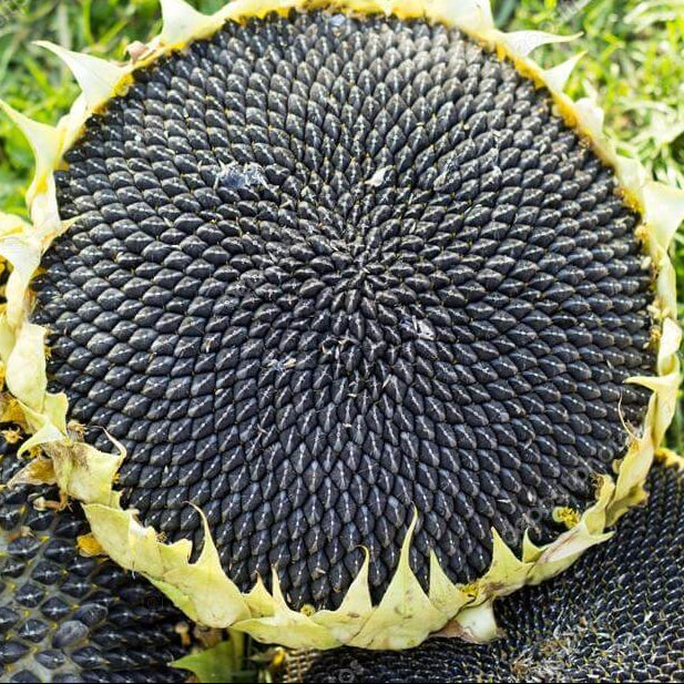 Gray Giant Sunflower Seeds - Heirloom Flower Garden Seeds for Growing