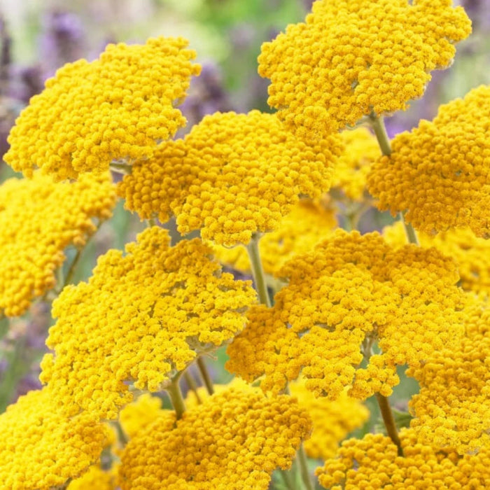 Great Lakes Yellow Achillea Seeds - Heirloom Flower Garden Seeds for Growing