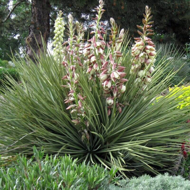 Great Plains Yucca Seeds - Flower Plant for Home Gardens