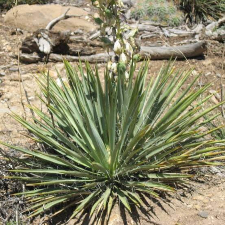 Great Plains Yucca Seeds - Flower Plant for Home Gardens