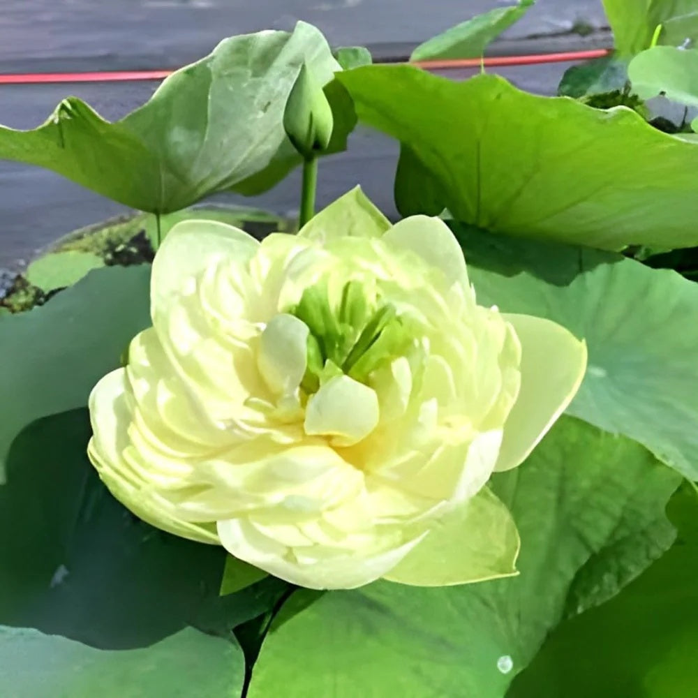 Green Aquatic Lotus Seeds - Heirloom Flower Garden Seeds for Growing