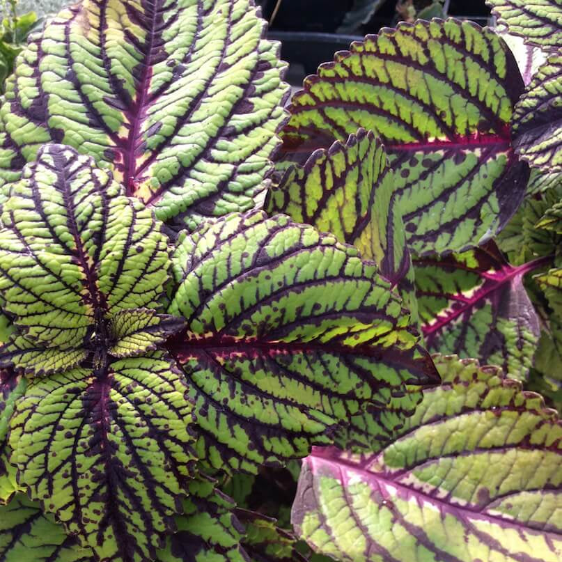 Green & Black Coleus Seeds - Heirloom Flower Garden Seeds for Growing