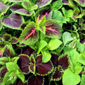 Green Brown Coleus Seeds - Heirloom Flower Garden Seeds for Growing