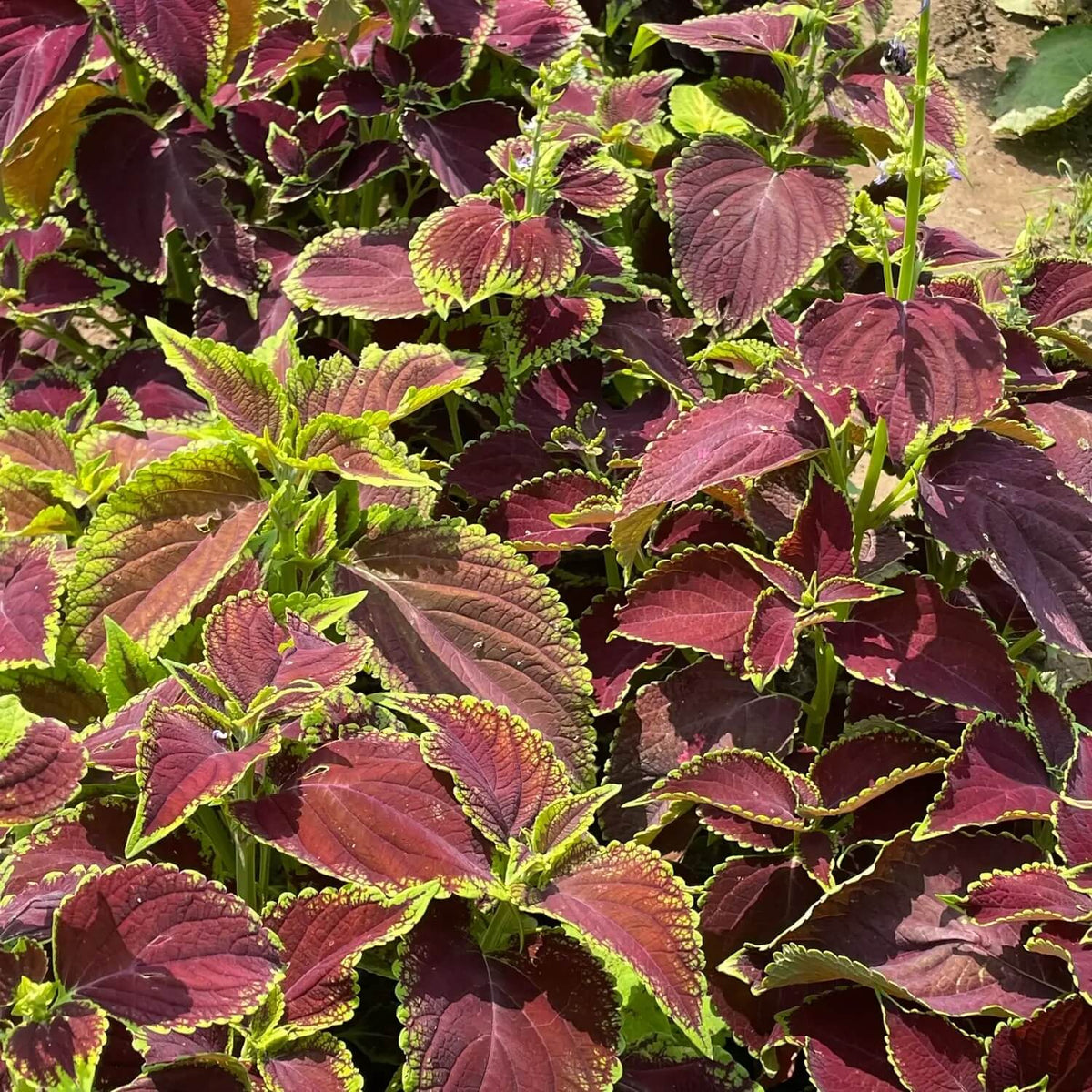 Green Brown Coleus Seeds - Heirloom Flower Garden Seeds for Growing