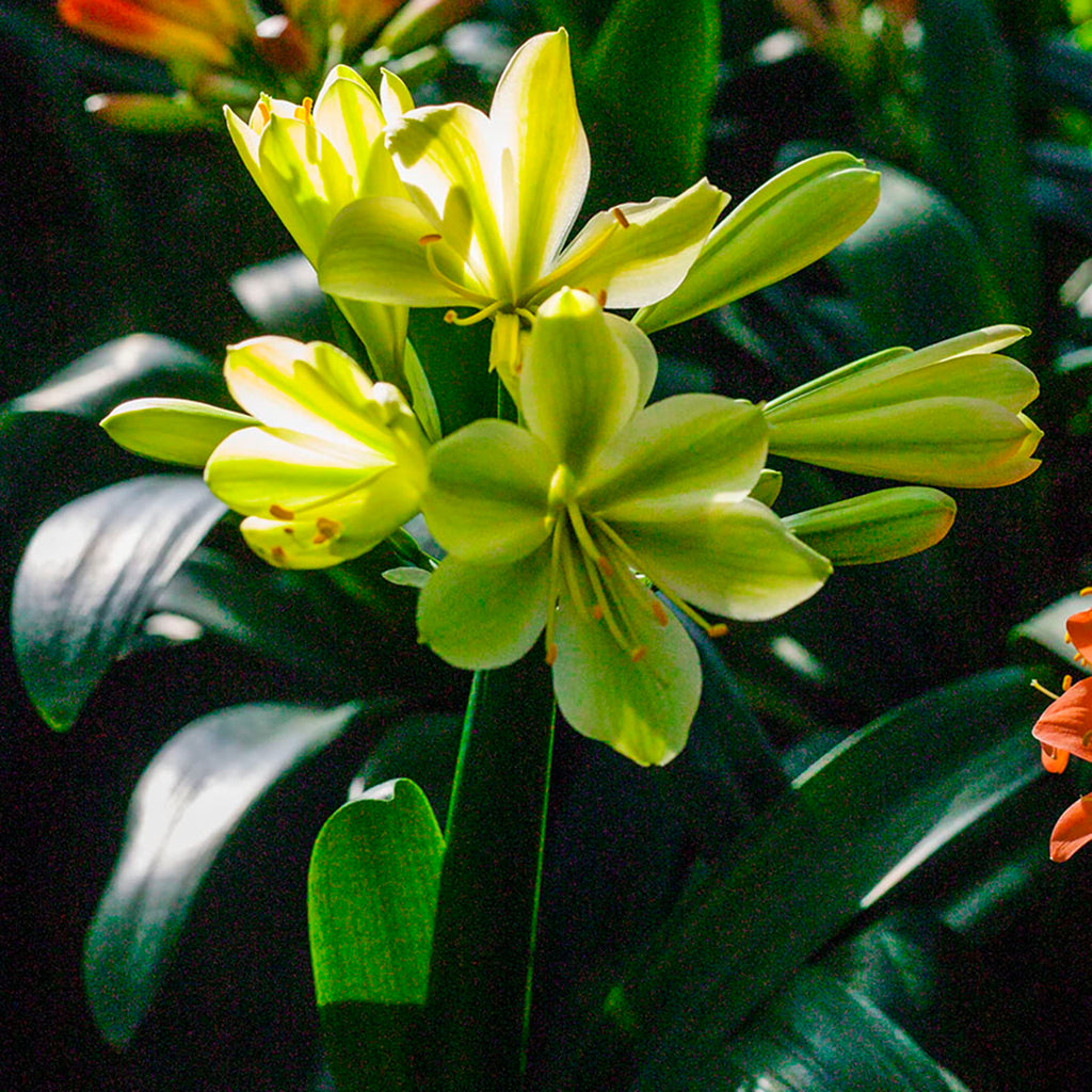 Green Clivia Seeds - Heirloom Flower Garden Seeds for Growing