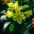 Green Clivia Seeds - Heirloom Flower Garden Seeds for Growing