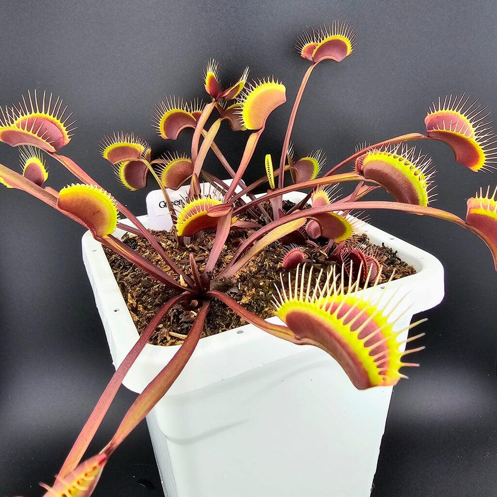 Green Dragon Venus Flytrap Seeds - Heirloom Flower Garden Seeds for Growing