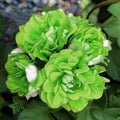 Green Geranium Seeds - Heirloom Flower Garden Seeds for Growing