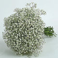 Green Gypsophila Seeds - Heirloom Flower Garden Seeds for Growing