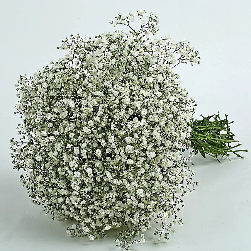 Green Gypsophila Seeds - Heirloom Flower Garden Seeds for Growing