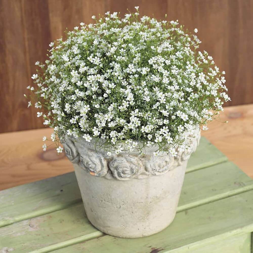 Green Gypsophila Seeds - Heirloom Flower Garden Seeds for Growing