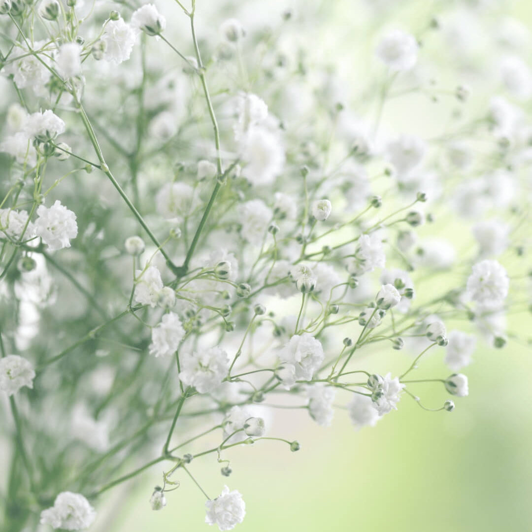 Green Gypsophila Seeds - Heirloom Flower Garden Seeds for Growing