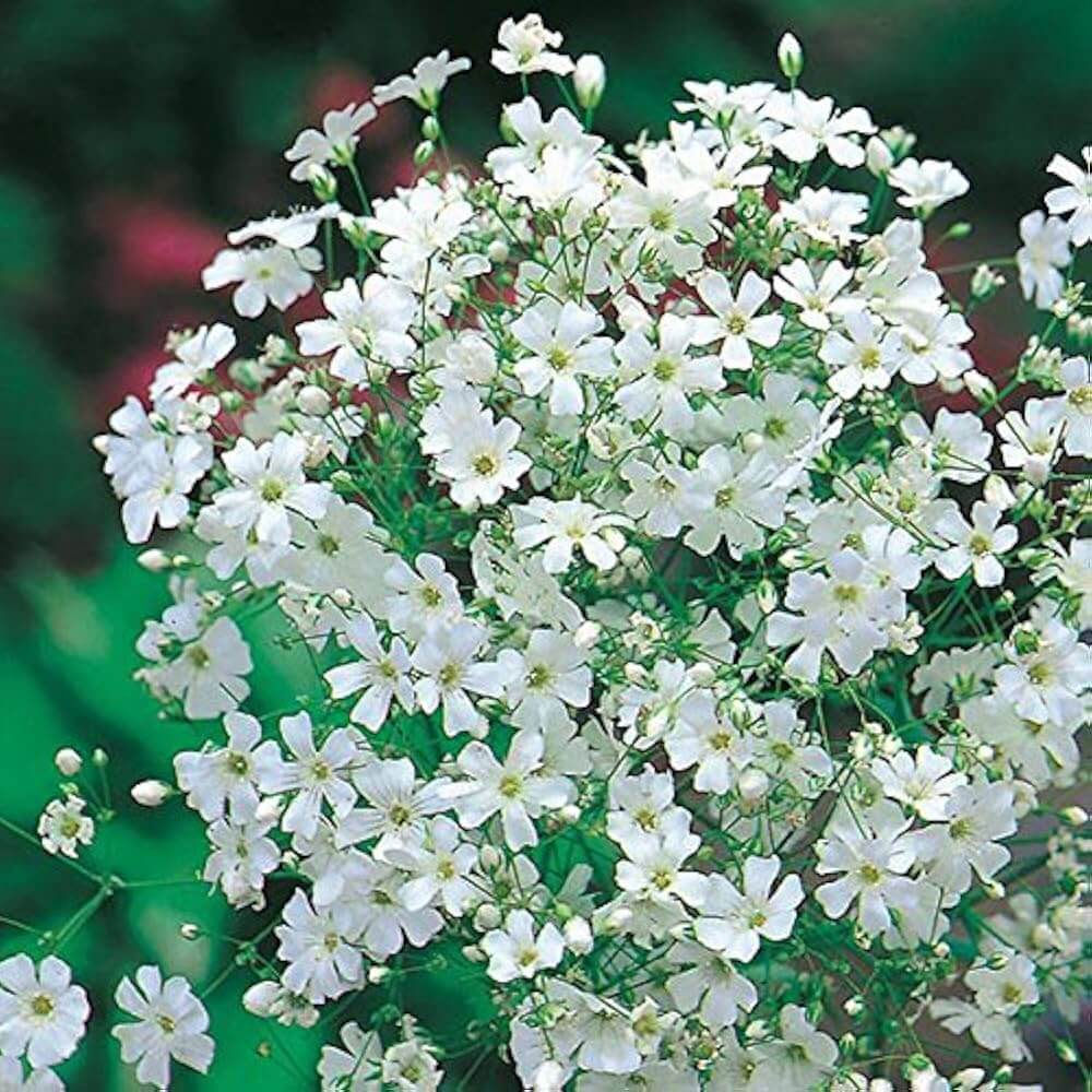 Green Gypsophila Seeds - Heirloom Flower Garden Seeds for Growing