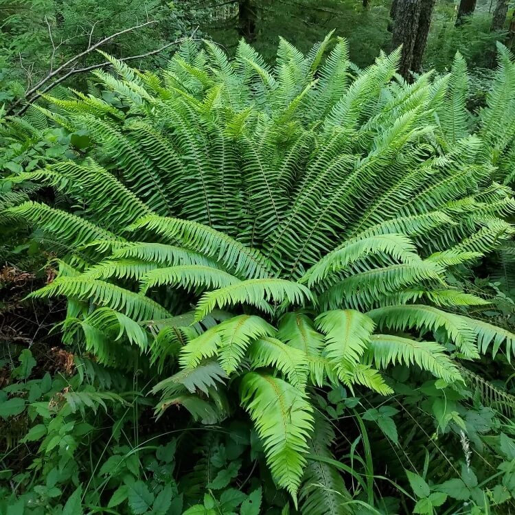 Green Hanging Fern Seeds - House Plant Garden Seeds for Growing