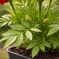 Green Marigold Seeds - Heirloom Flower Garden Seeds for Growing