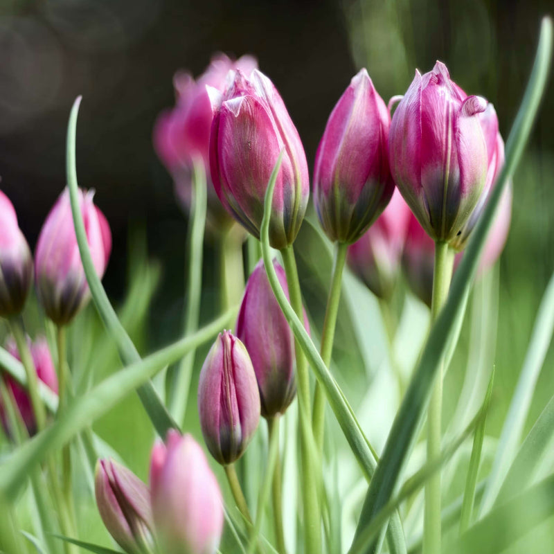 Green Pink Tulip Seeds - Heirloom Flower Garden Seeds for Growing