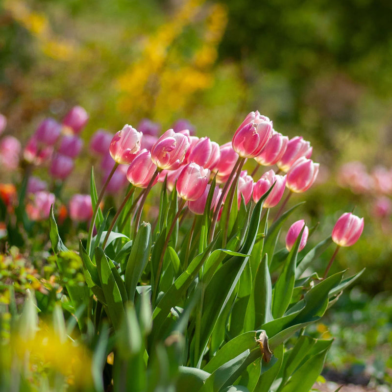 Green Pink Tulip Seeds - Heirloom Flower Garden Seeds for Growing