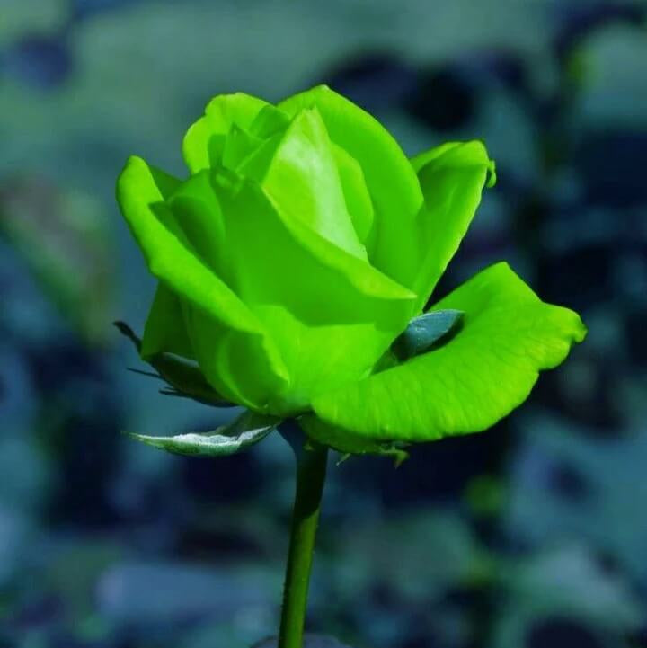 Green Rosa spp. Seeds - Heirloom Flower Garden Seeds for Growing