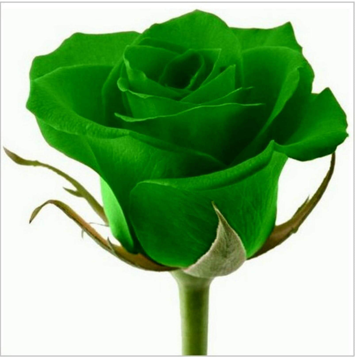 Green Rosa spp. Seeds - Heirloom Flower Garden Seeds for Growing