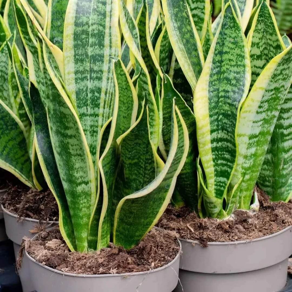Green Snake Plant Seeds - Heirloom Flower Garden Seeds for Growing